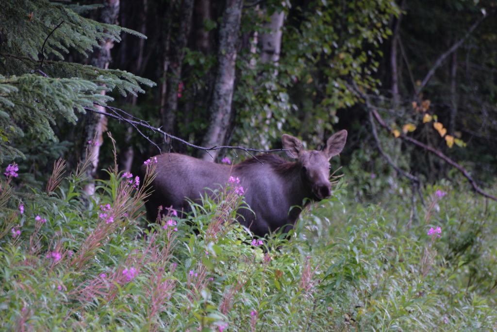 Salmon Catcher Lodge Kenai Bagian luar foto