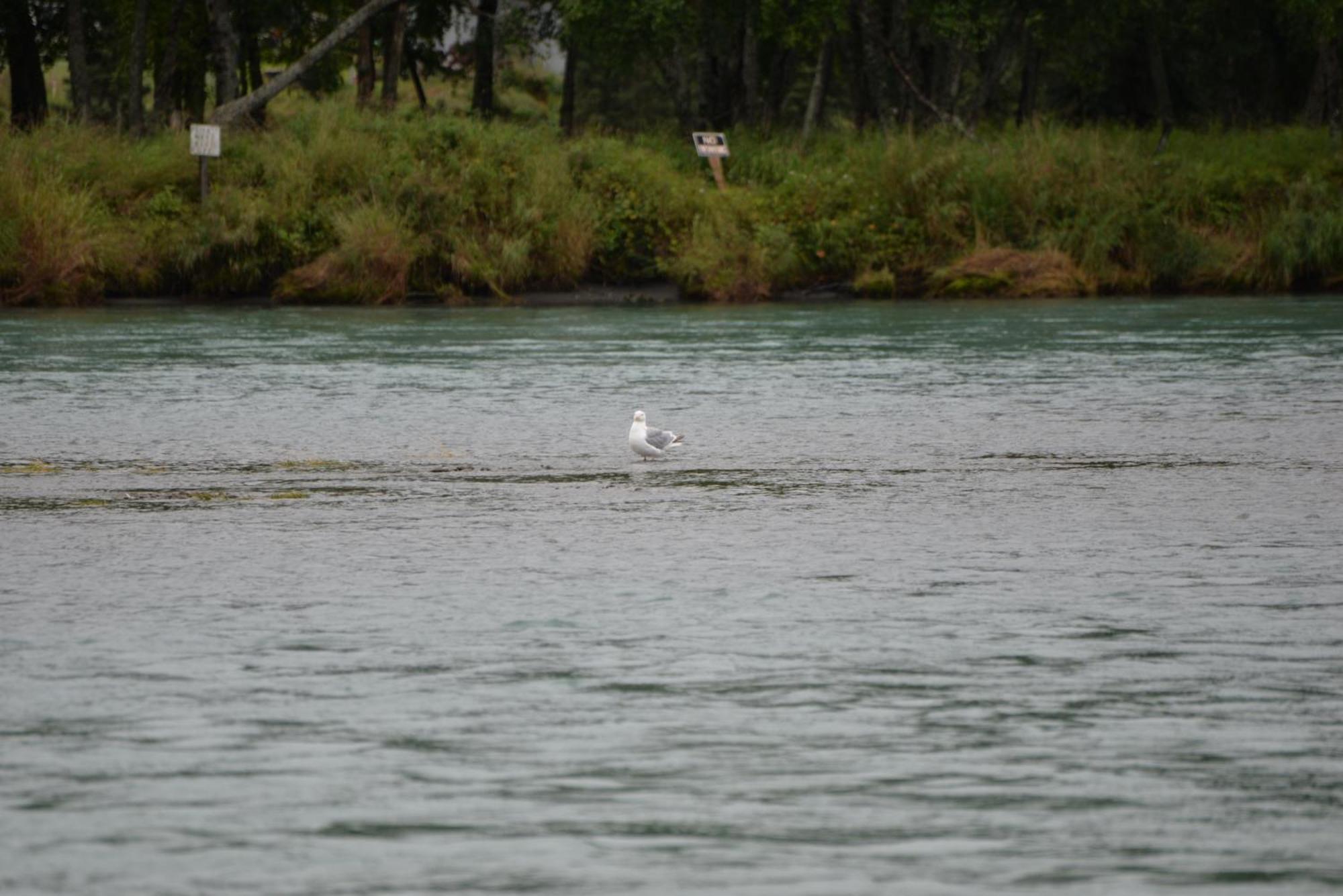 Salmon Catcher Lodge Kenai Bagian luar foto